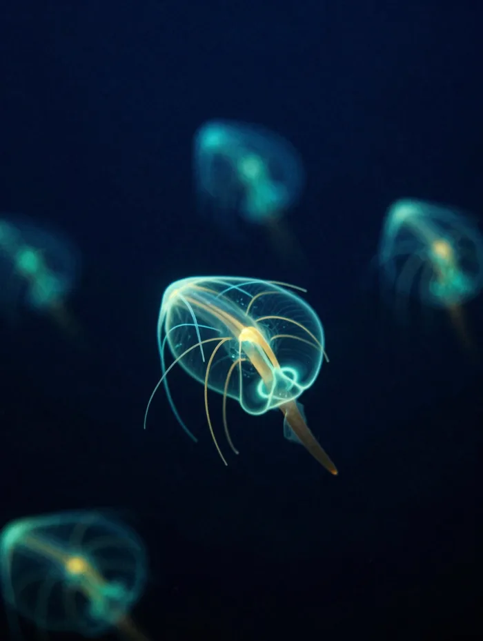 Bioluminescent creatures in the deep ocean twilight zone, teal and gold on black