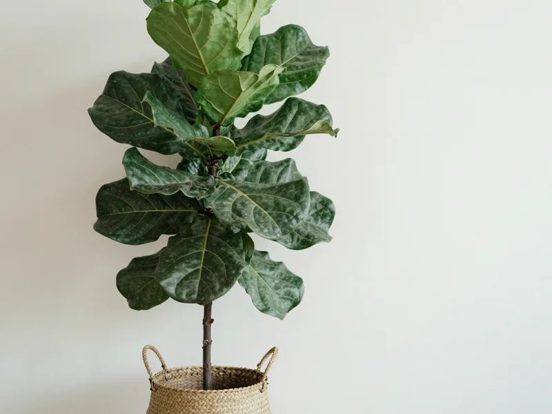 A tall fiddle-leaf fig in a woven basket against a pale wall, broad glossy leaves, lush and vibrant